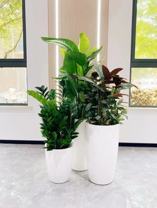 “速看！慈溪绿化修剪的热门关注点验